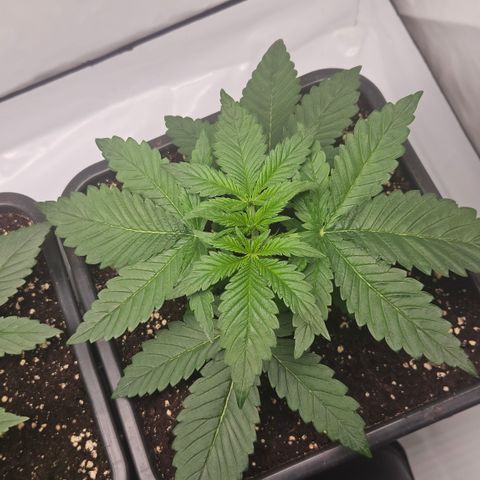 Purple Lemonade FF growlog timeline photo