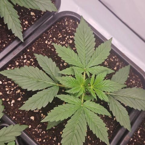 Purple Punch growlog timeline photo