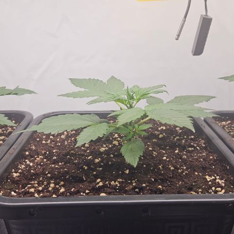 Purple Punch growlog timeline photo