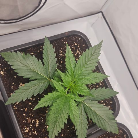 Forbidden Runtz Auto growlog timeline photo