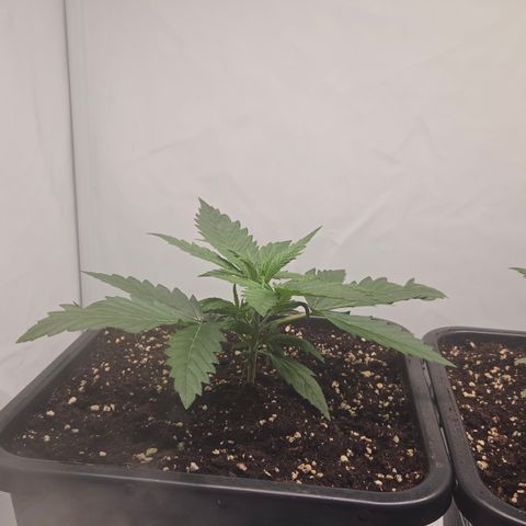 Forbidden Runtz Auto growlog timeline photo