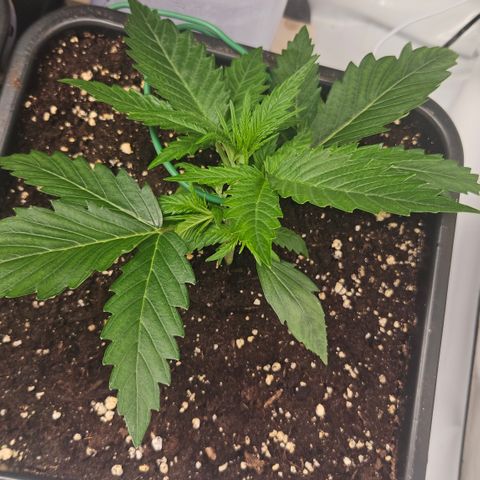 Forbidden Runtz Auto growlog timeline photo
