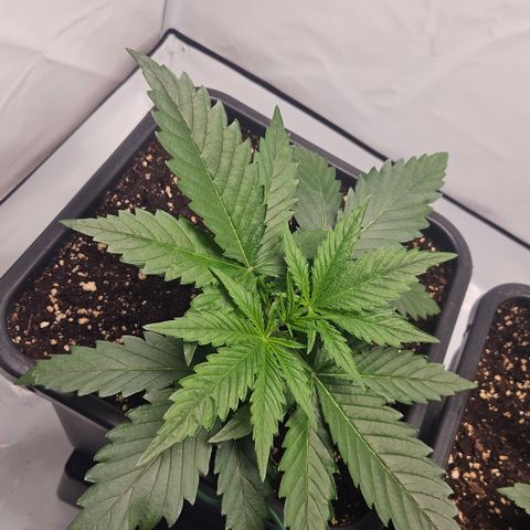 Forbidden Runtz Auto growlog timeline photo