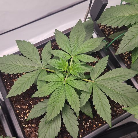 Purple Punch growlog timeline photo