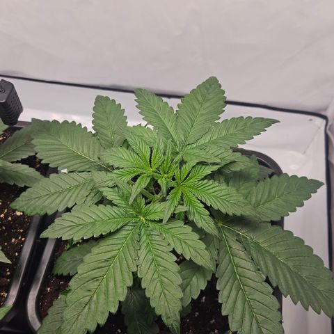 Purple Lemonade FF growlog timeline photo
