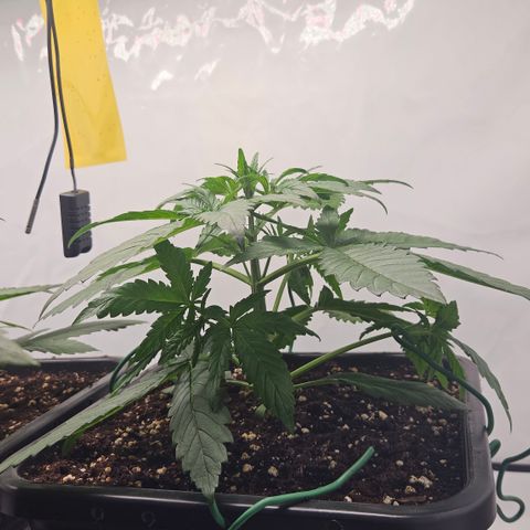 Purple Lemonade FF growlog timeline photo