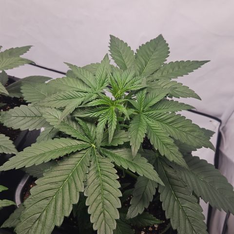 Purple Lemonade FF growlog timeline photo