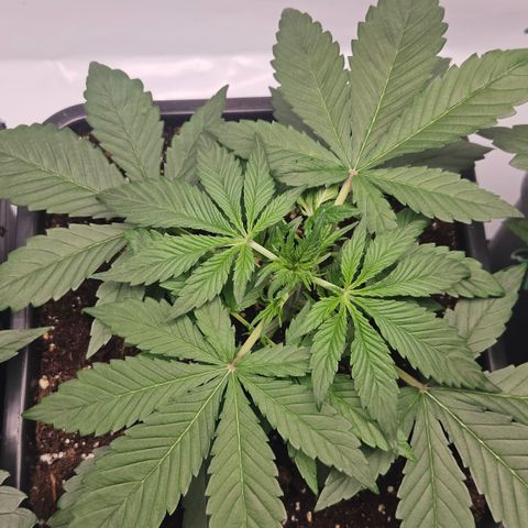 Purple Punch growlog timeline photo