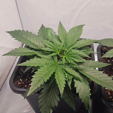 Forbidden Runtz Auto growlog timeline photo
