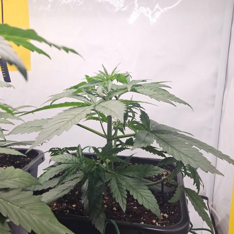 Purple Lemonade FF growlog timeline photo