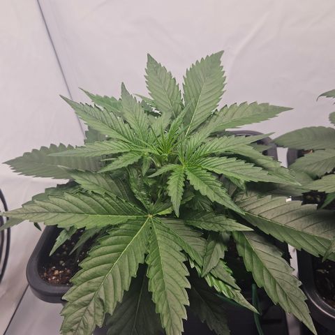 Forbidden Runtz Auto growlog timeline photo