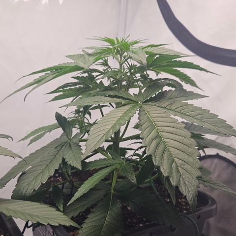 Purple Lemonade FF growlog timeline photo