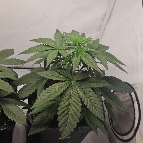 Purple Lemonade FF growlog timeline photo