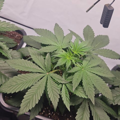 Purple Punch growlog timeline photo