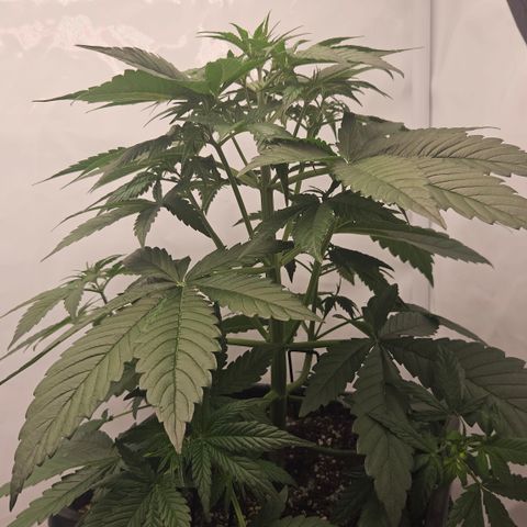 Purple Lemonade FF growlog timeline photo