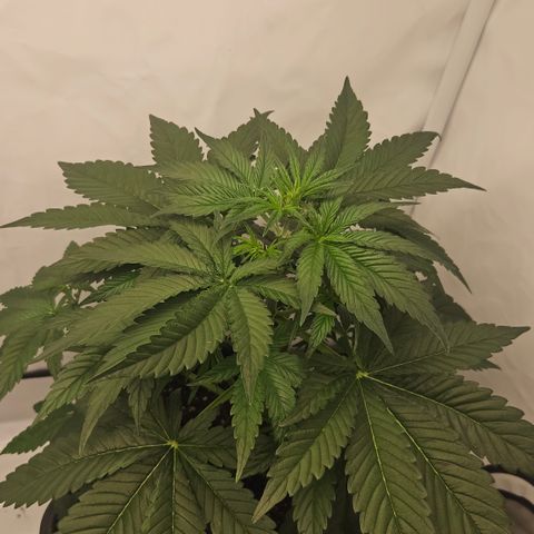 Purple Lemonade FF growlog timeline photo