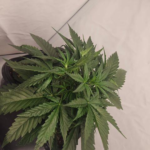 Forbidden Runtz Auto growlog timeline photo