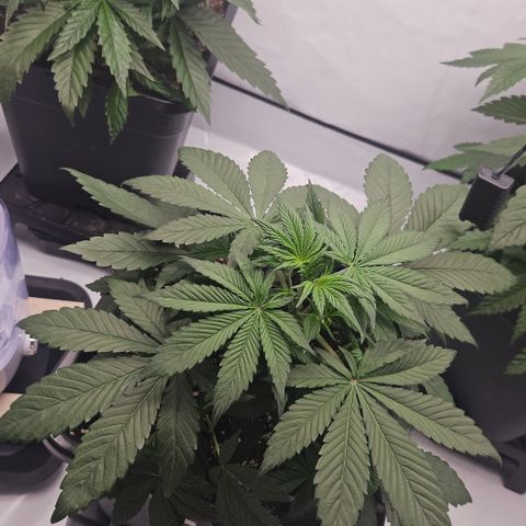 Purple Punch growlog timeline photo