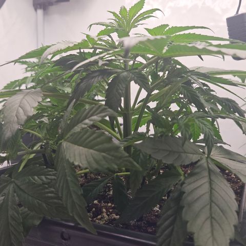 Purple Punch growlog timeline photo