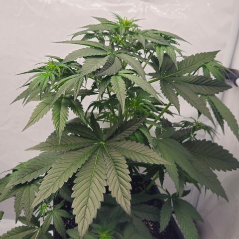 Purple Lemonade FF growlog timeline photo