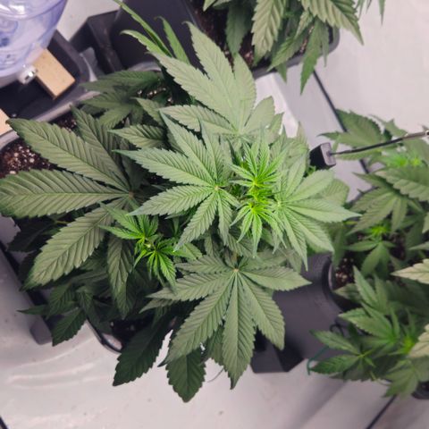 Purple Punch growlog timeline photo