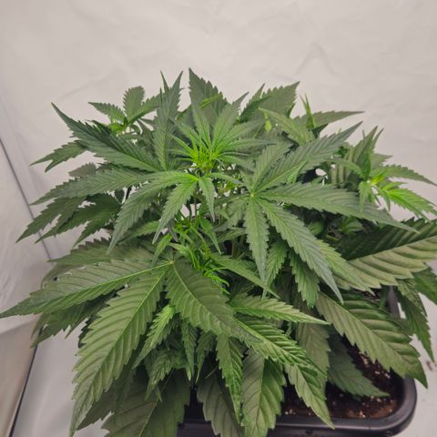 Forbidden Runtz Auto growlog timeline photo