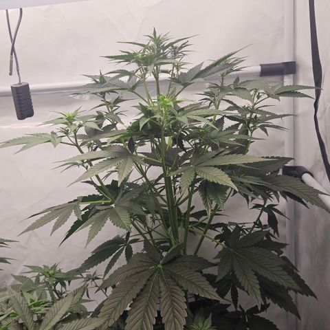 Purple Lemonade FF growlog timeline photo