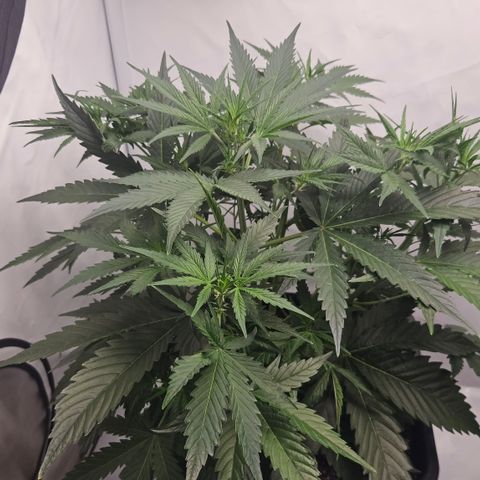 Forbidden Runtz Auto growlog timeline photo