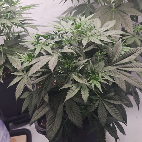 Purple Punch growlog timeline photo