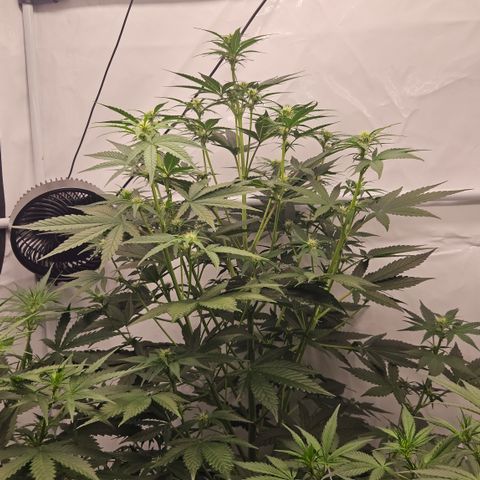 Purple Lemonade FF growlog timeline photo
