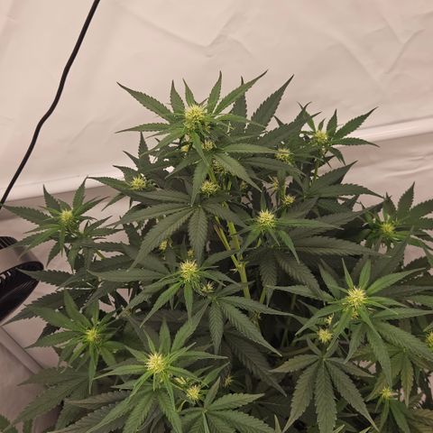 Purple Lemonade FF growlog timeline photo