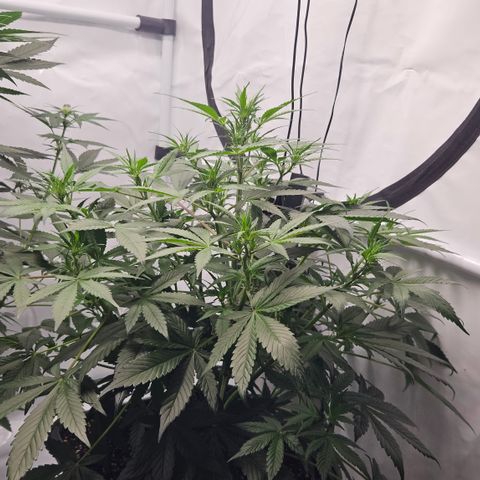 Purple Punch growlog timeline photo