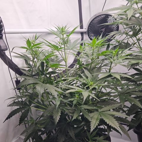 Forbidden Runtz Auto growlog timeline photo