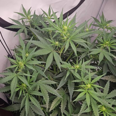 Forbidden Runtz Auto growlog timeline photo