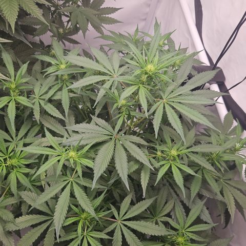 Purple Punch growlog timeline photo