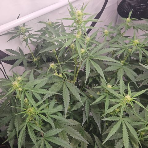 Forbidden Runtz Auto growlog timeline photo