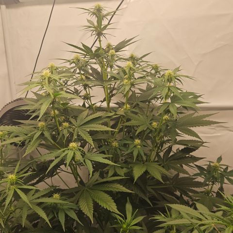 Purple Lemonade FF growlog timeline photo