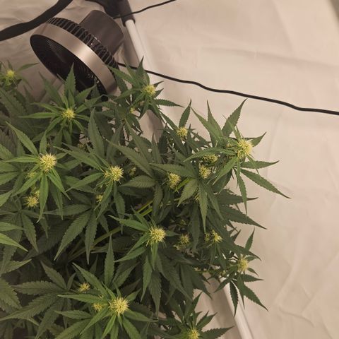 Purple Lemonade FF growlog timeline photo