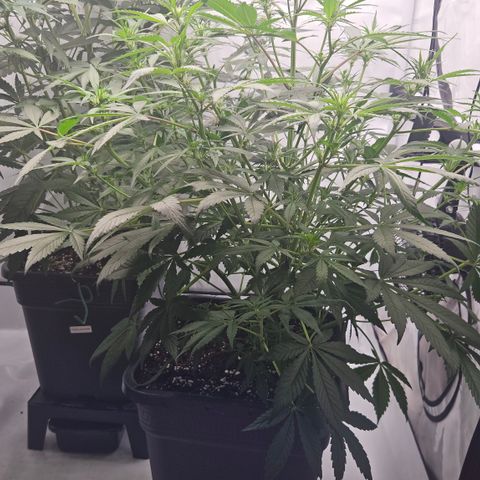 Purple Punch growlog timeline photo