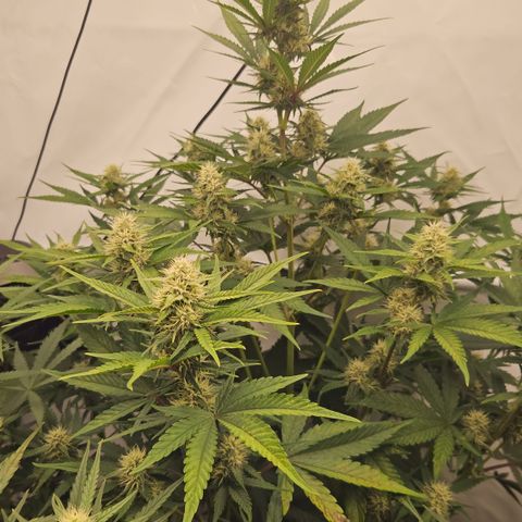 Purple Lemonade FF growlog timeline photo