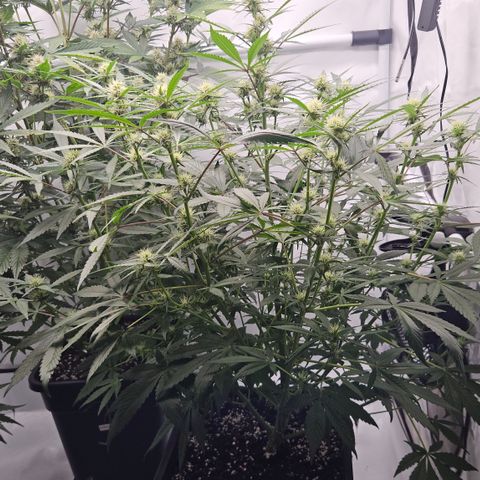 Purple Punch growlog timeline photo