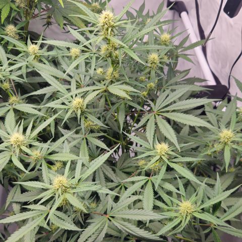 Purple Punch growlog timeline photo