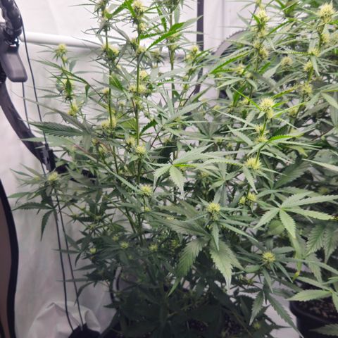 Forbidden Runtz Auto growlog timeline photo