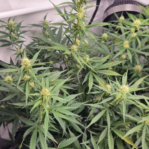 Forbidden Runtz Auto growlog timeline photo