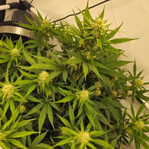 Purple Lemonade FF growlog timeline photo