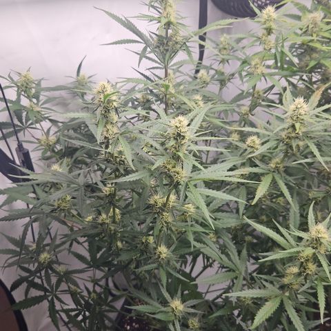 Forbidden Runtz Auto growlog timeline photo