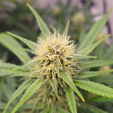 Purple Punch growlog timeline photo