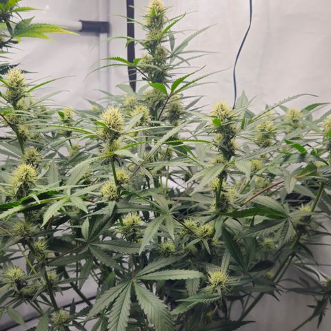 Purple Punch growlog timeline photo