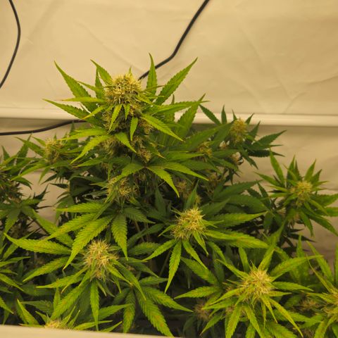 Purple Lemonade FF growlog timeline photo