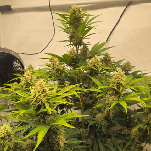 Purple Lemonade FF growlog timeline photo